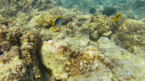 Swimming chasing view of Mirror butterflyfish Blackback butterflyfish Acanthurus Stock Footage 303410098
