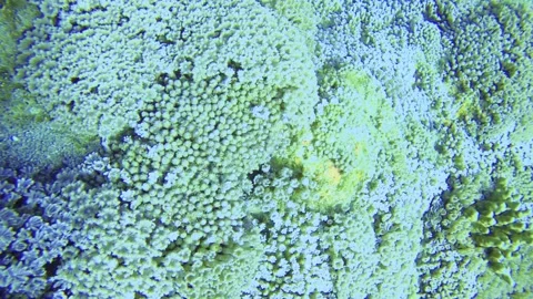 Swimming up close camera view towards Short Polyp Stony and soft corals are colo Stock Footage 313679627