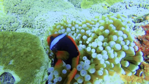Swimming up close camera view towards one tomato clown one strip fish  Amphiprio Stock Footage 313757029