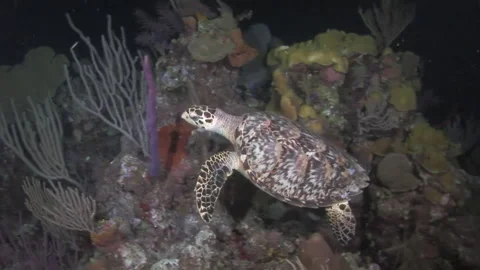 Swimming close-up to corals, sea turtle can be observed in Caribbean Sea. Stock Footage 234990232