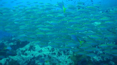 Swimming close to fish school Stock Footage 33111125