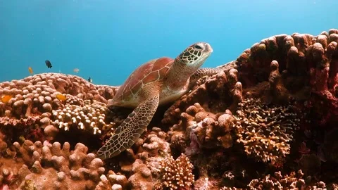 Swimming close to a Green Turtle resting on top of a coral bommie Stock Footage 130242152