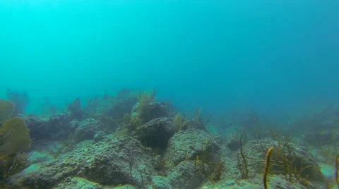 Swimming close to reef Stock Footage 42723898