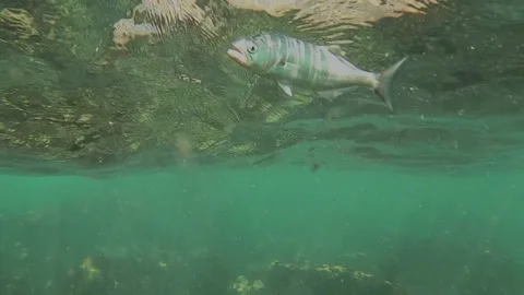 Swimming close to a small fish Stock Footage 148513929