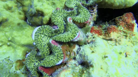 Swimming up close still camera view towards one green small giant Crocea Clam ha Stock Footage 313757030