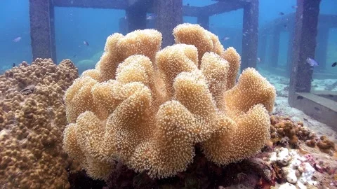 Swimming close to Toadstool Leather Coral, soft coral Stock Footage 257665299