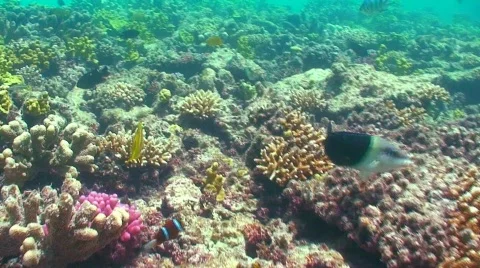 Swimming clown Stock Footage 332320