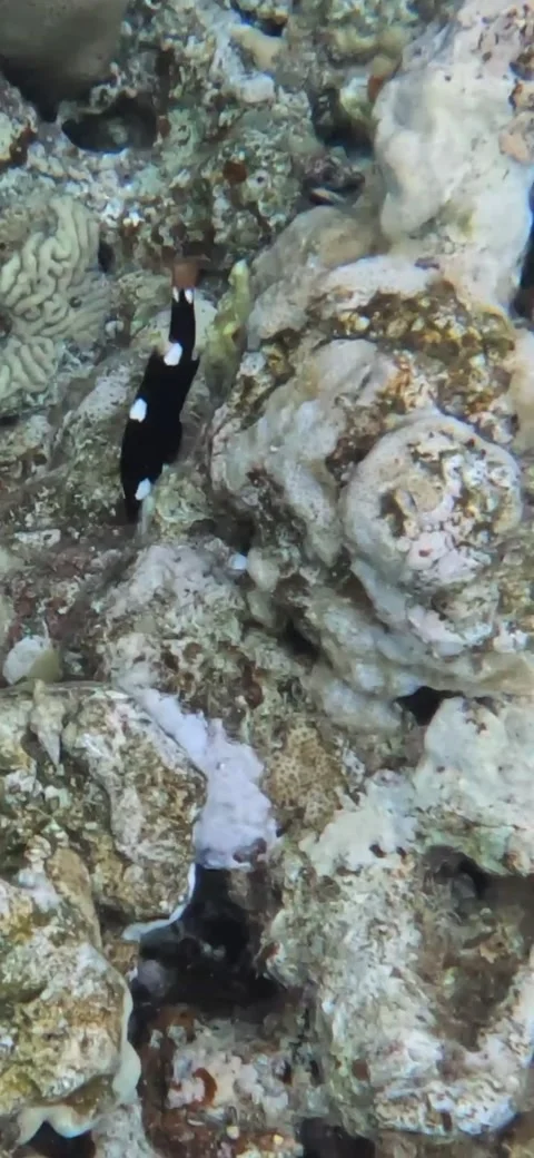 Swimming with a Clown Triggerfish - Video Stock Footage 234070626