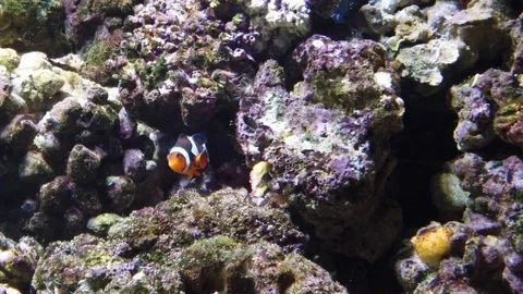 Swimming Clownfish Stock Footage 115367022