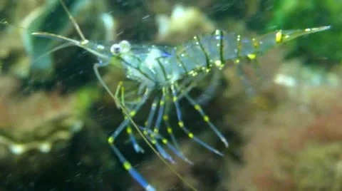Swimming common prawn Stock Footage 48530623