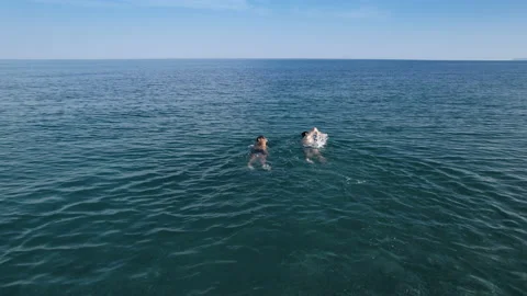 Swimming Competition In The Ocean Stock Footage 197591807