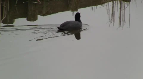 Swimming coot Stock Footage 2551880