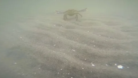 Swimming Crab close up Stock Footage 108629282
