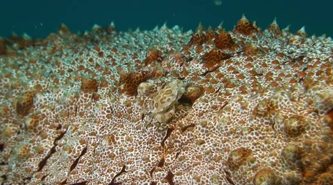 Swimming Crab Stock Footage 50374436