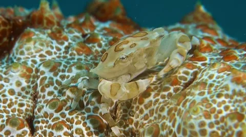 Swimming Crab Stock Footage 52512627