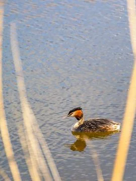 Swimming Crested Grebe Stock Photos