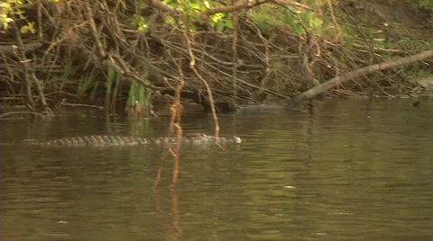 Swimming Crocodile 스톡 동영상 47495582