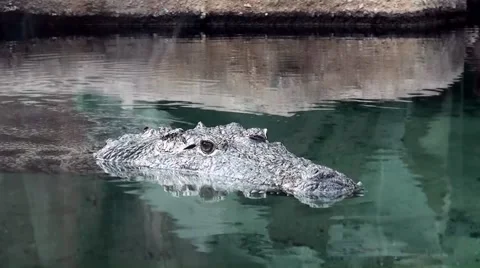 Swimming crocodile Stock Footage 68733683
