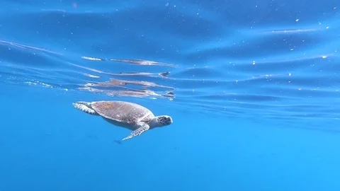 Swimming cute turtle in the blue ocean. Underwater scuba diving with sea turtle. Vídeos de archivo 103368813