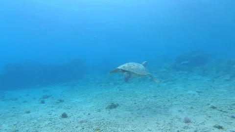 Swimming cute turtle in the blue ocean. Underwater scuba diving Stock Footage 128790385