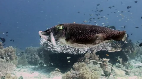 Swimming cuttlefish Stock Footage 82891105