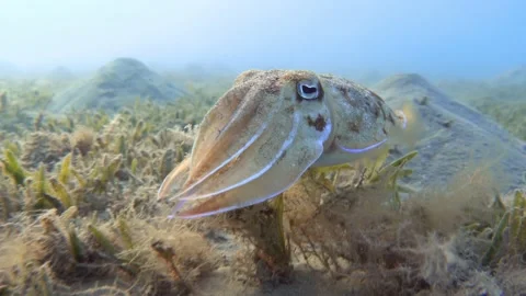 Swimming cuttlefish underwater, close up Stock Footage 169809826