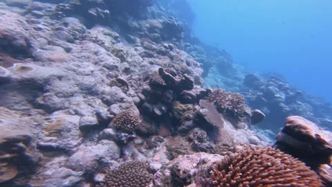 Swimming diving around shallow depth salt ocean sea water with various coral ree Stock Footage 251301696