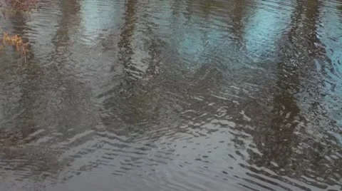 Swimming Dog Video stock 10680758