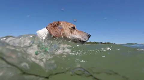 Swimming dog  Stock Footage 44619239
