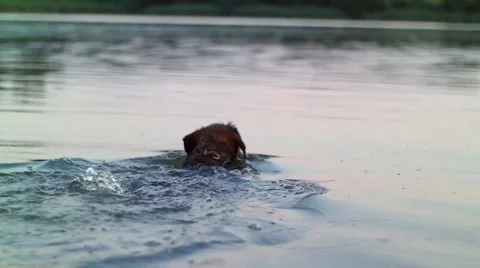 Swimming dog Stock Footage 58602789