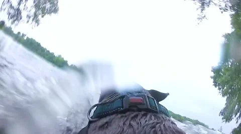 Swimming Dog Video stock 65067138