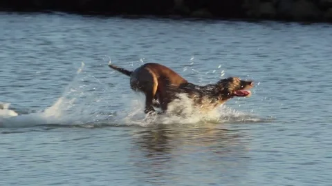 Swimming dog Stock Footage 74827508