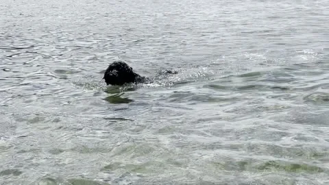 Swimming Dog Vídeos de archivo 168549066