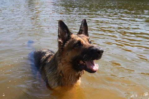 Swimming dog Stock Photos