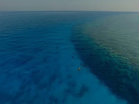 Swimming with dolphin Stock Footage 77649046