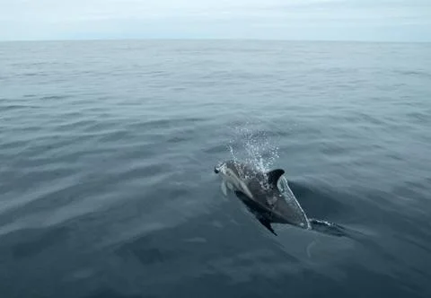 Swimming dolphin Stock Photos