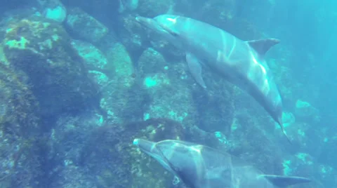 Swimming Dolphins Stock Footage 39423040