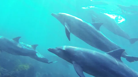 Swimming Dolphins Stock Footage 39423120