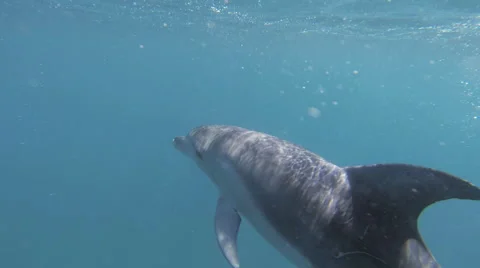 Swimming with dolphins Video stock 61044830