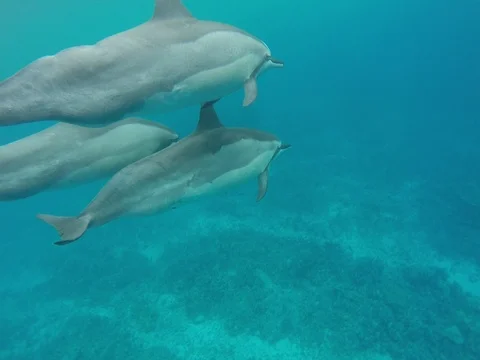 Swimming with dolphins Stock Footage 71376155