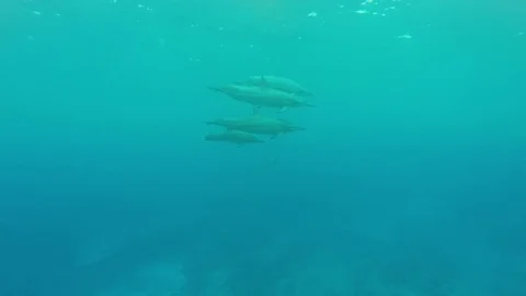 Swimming with dolphins Stock Footage 71377431