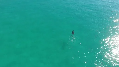 Swimming Dolphins 스톡 동영상 86472971