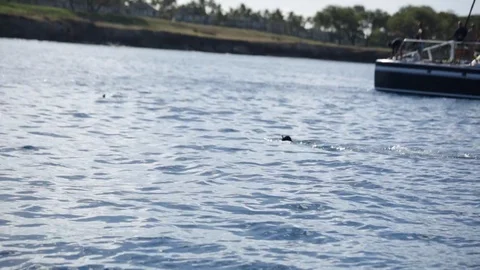 Swimming With Dolphins Stock Footage 105222339