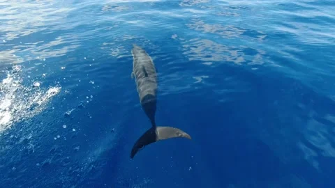 Swimming dolphins Stock Footage 171119360