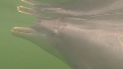 Swimming With Dolphins 動画素材 172302631