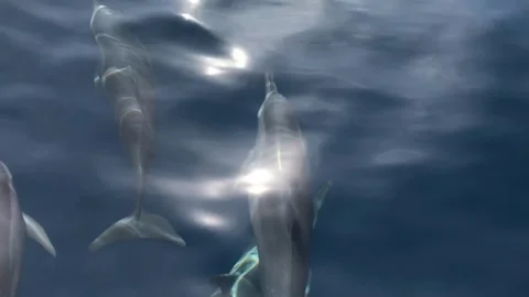 SWIMMING DOLPHINS Stock Footage 276475995