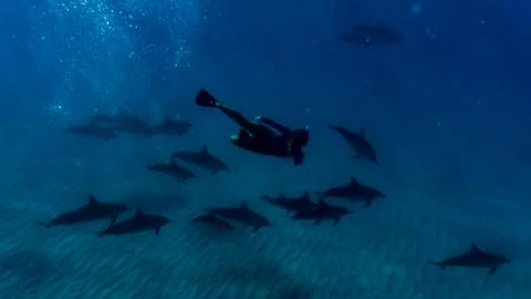 Swimming with Dolphins Stock Photos