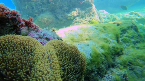 Swimming down to the shallow water passing by clown fishes and sea anemone with  Stock Footage 281468637