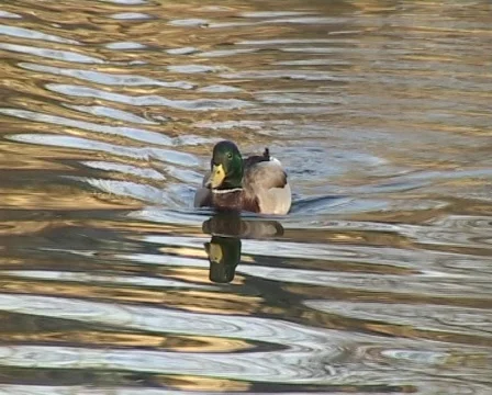 Swimming drake Vídeo Stock 63017
