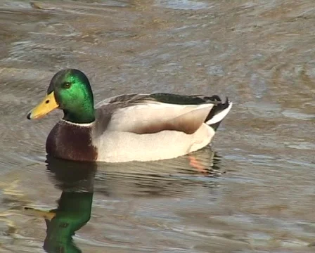 Swimming drake Vídeo Stock 63018